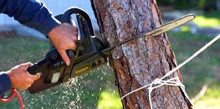 Best Storm Damage Tree Cleanup  in Thedral City, CA