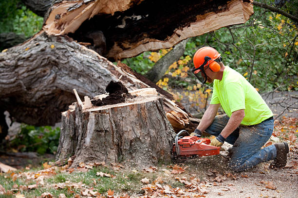 Best Utility Line Clearance  in Thedral City, CA