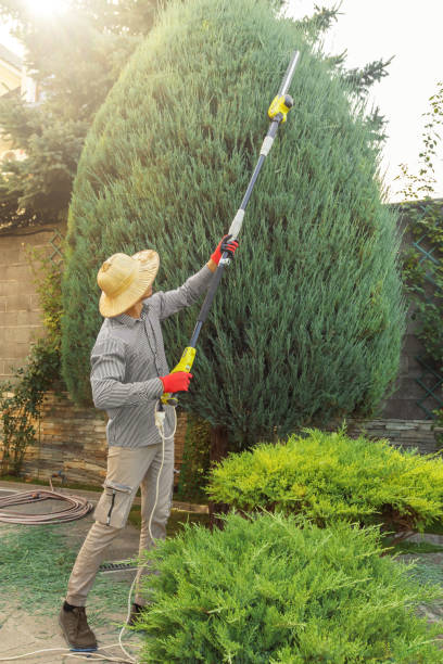 Best Commercial Tree Services  in Thedral City, CA